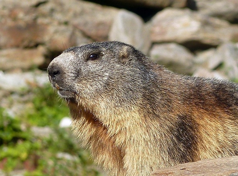 Marmotte della Val Tartano (SO)